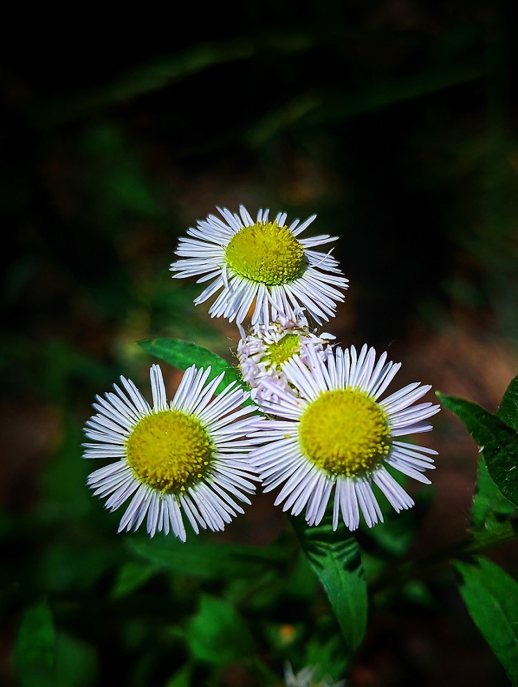 端午节一贴抓拍扫街《古城，花草和美女》片！祝大家节日安康快乐！