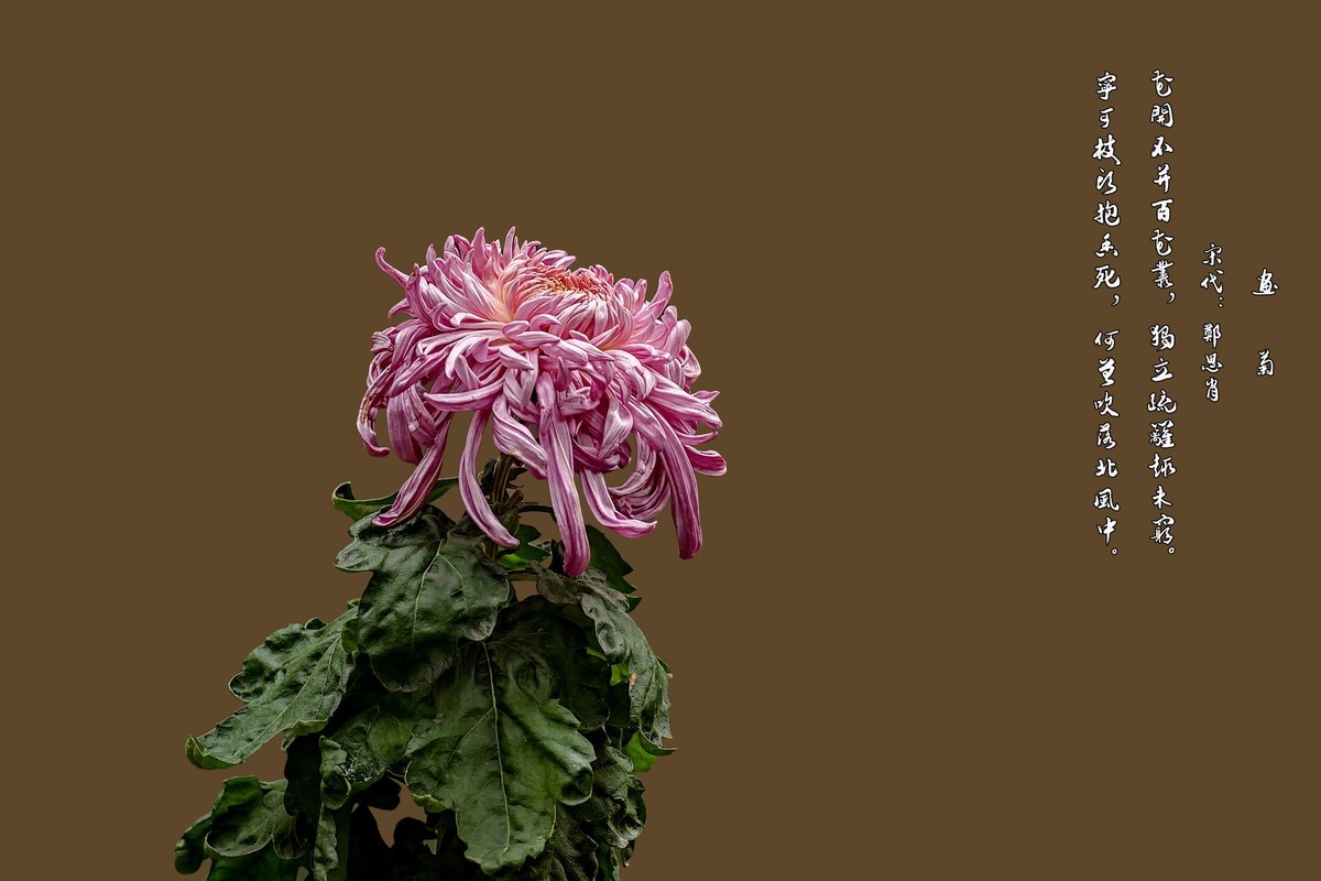 《画       菊》  宋代：郑思肖