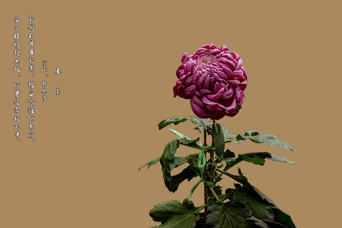 《画       菊》  宋代：郑思肖