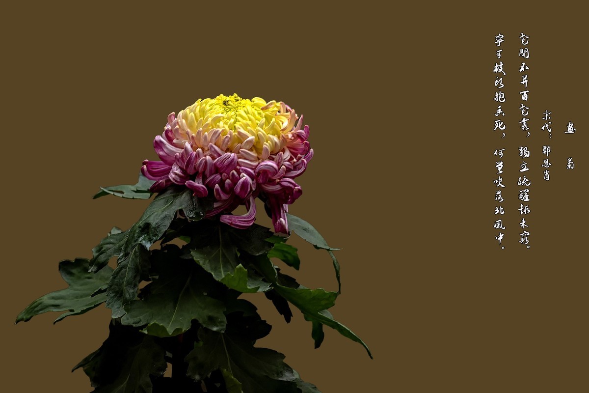 《画       菊》  宋代：郑思肖