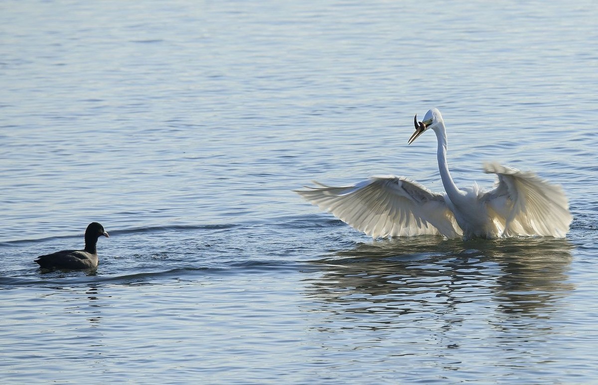 大白鹭争食之战