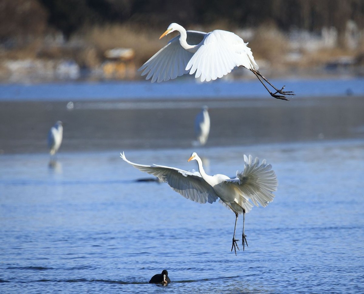 大白鹭争食之战