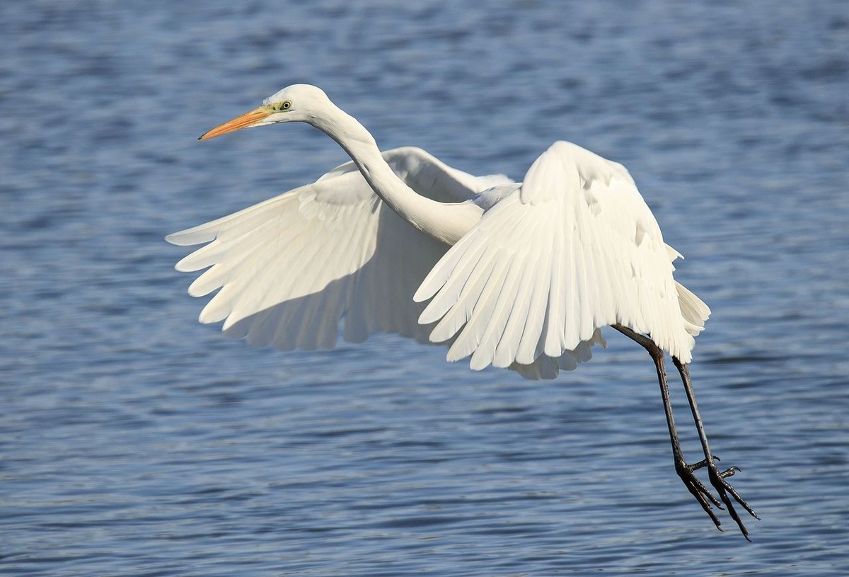 大白鹭争食之战