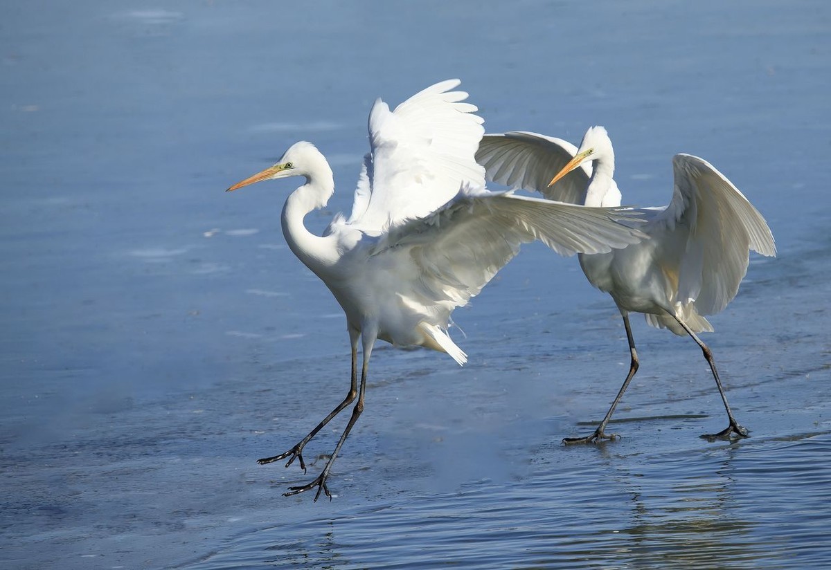 大白鹭争食之战