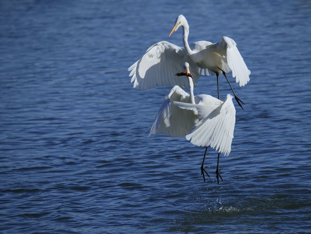 大白鹭争食之战