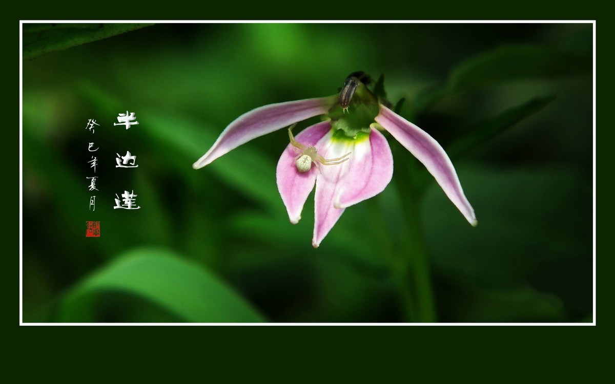 犹如佛掌纤纤手的半边莲