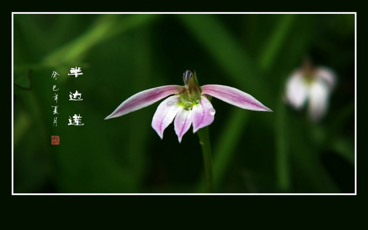 犹如佛掌纤纤手的半边莲