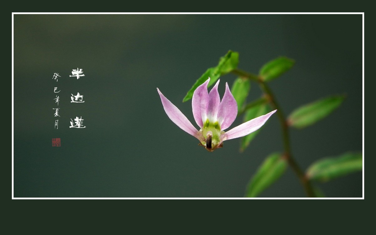 犹如佛掌纤纤手的半边莲