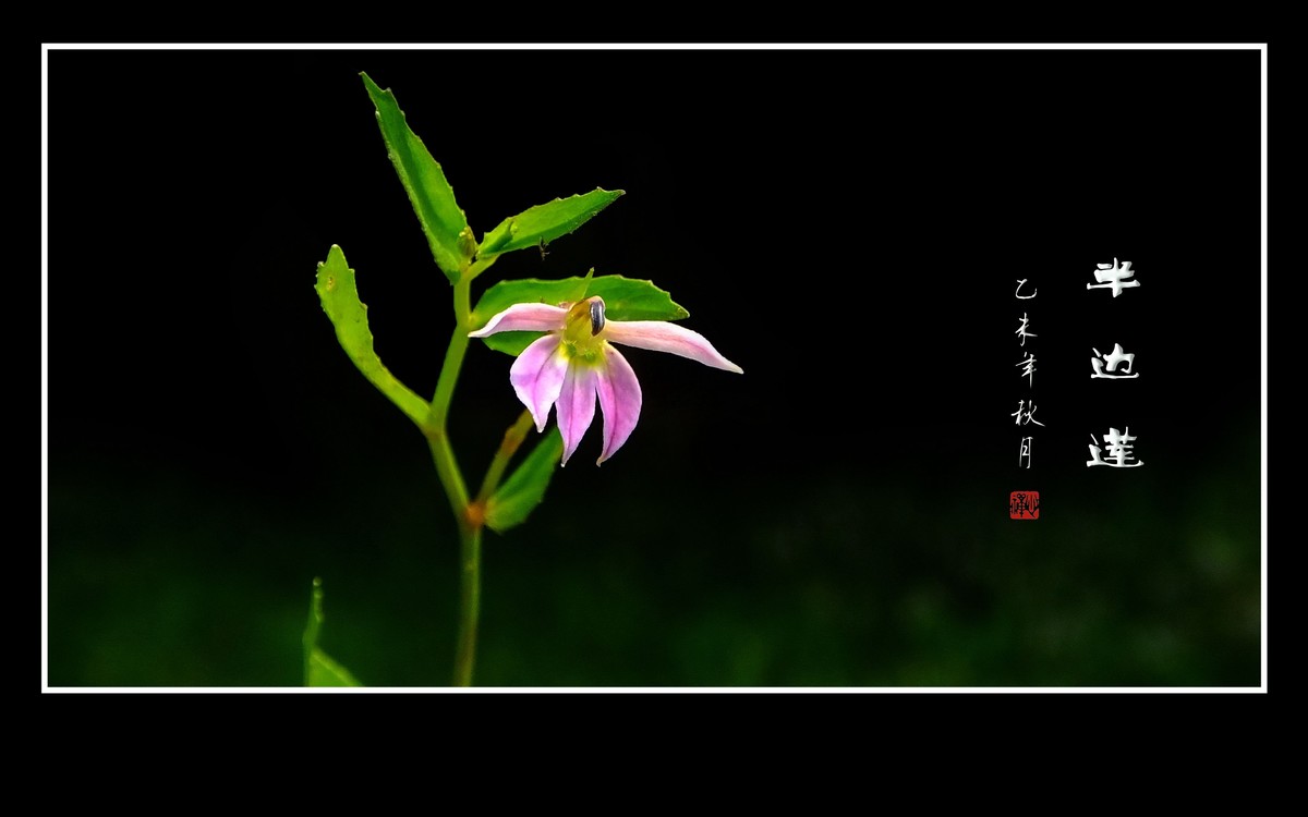 犹如佛掌纤纤手的半边莲