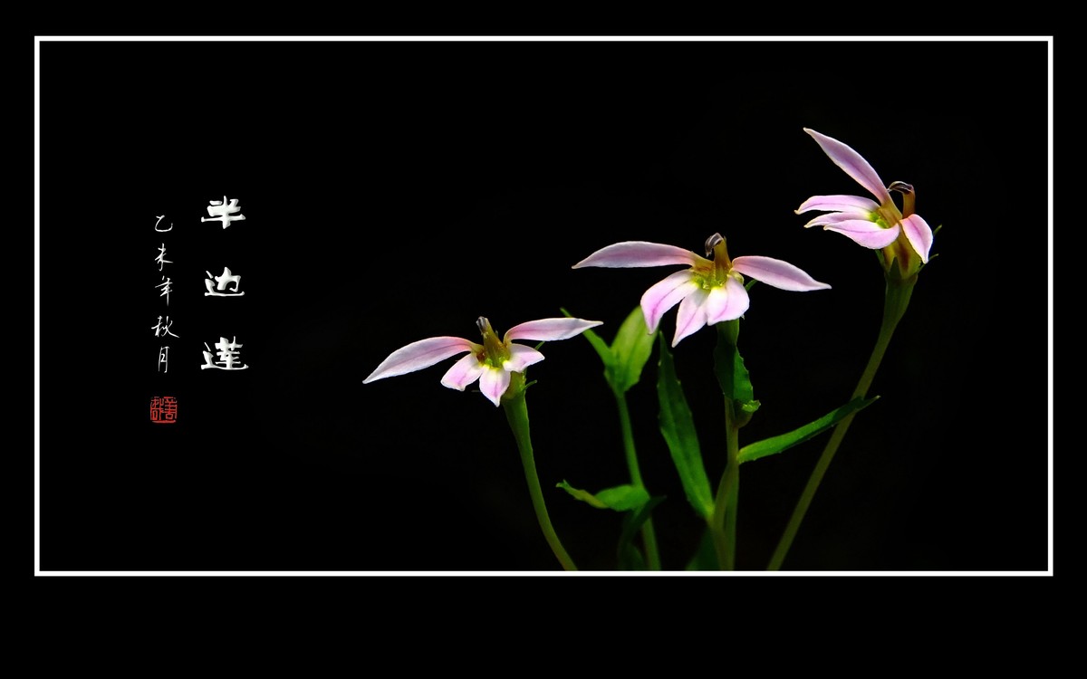 犹如佛掌纤纤手的半边莲