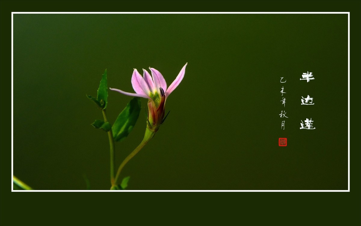 犹如佛掌纤纤手的半边莲