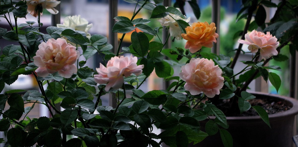 月季花（9）