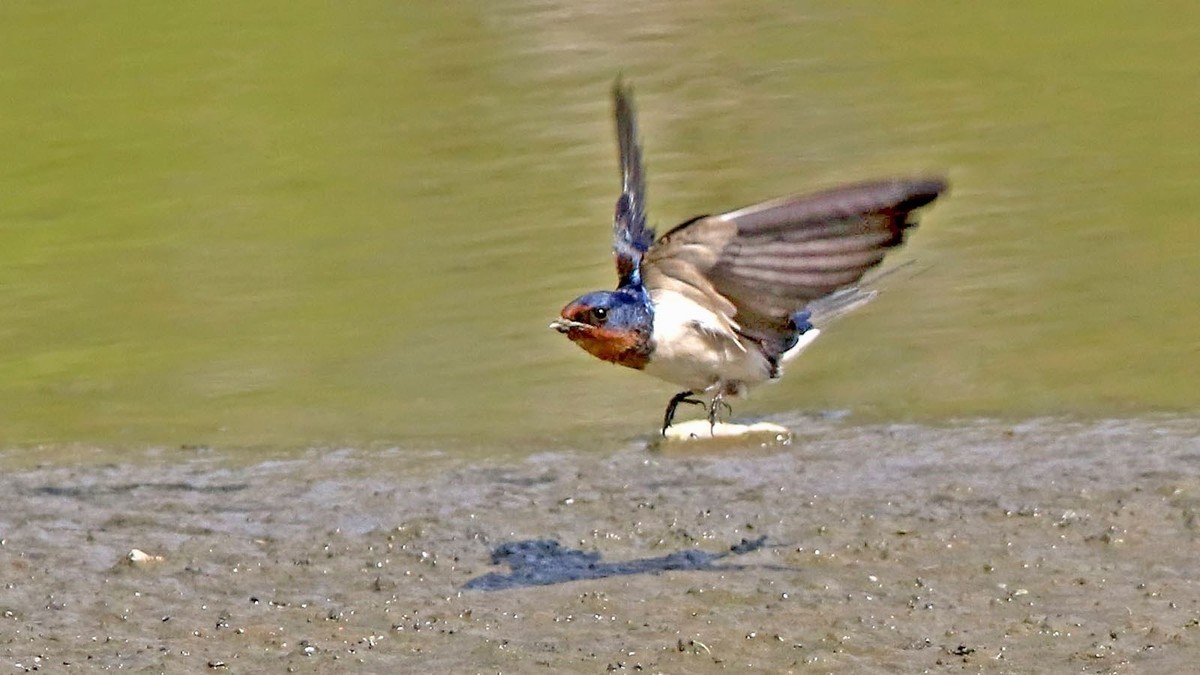 春日 河边的小燕子