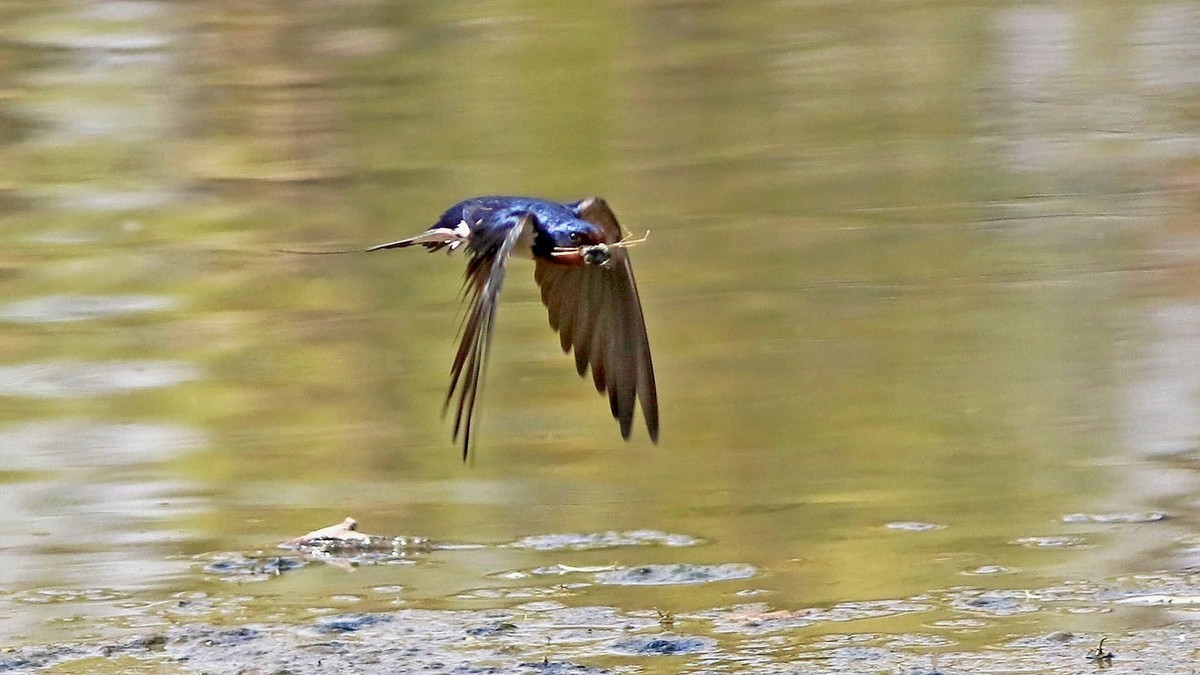 春日 河边的小燕子