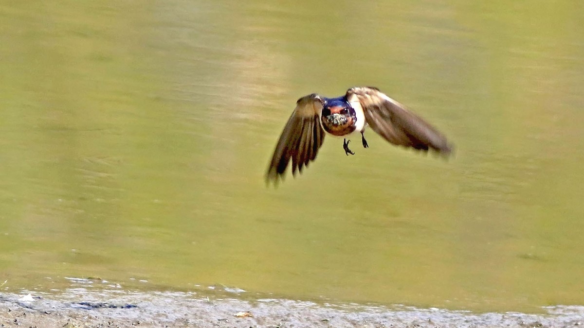 春日 河边的小燕子