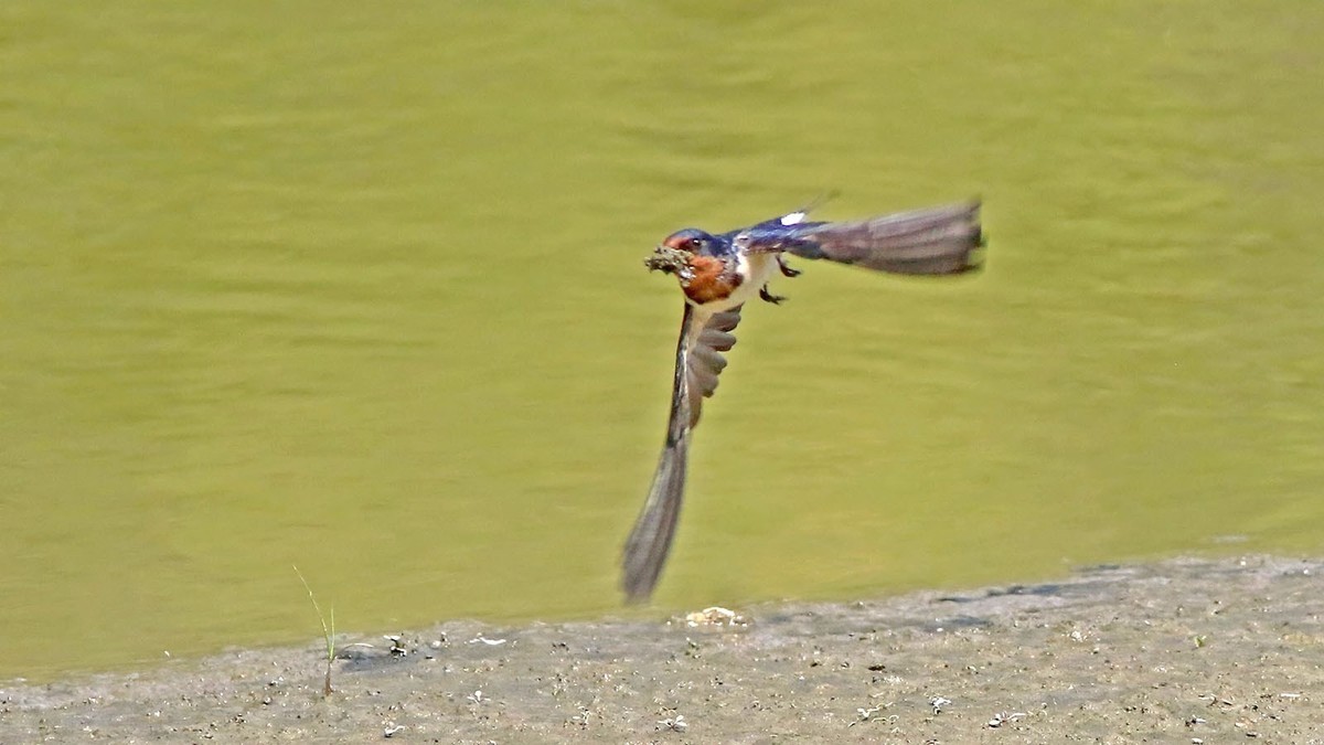 春日 河边的小燕子