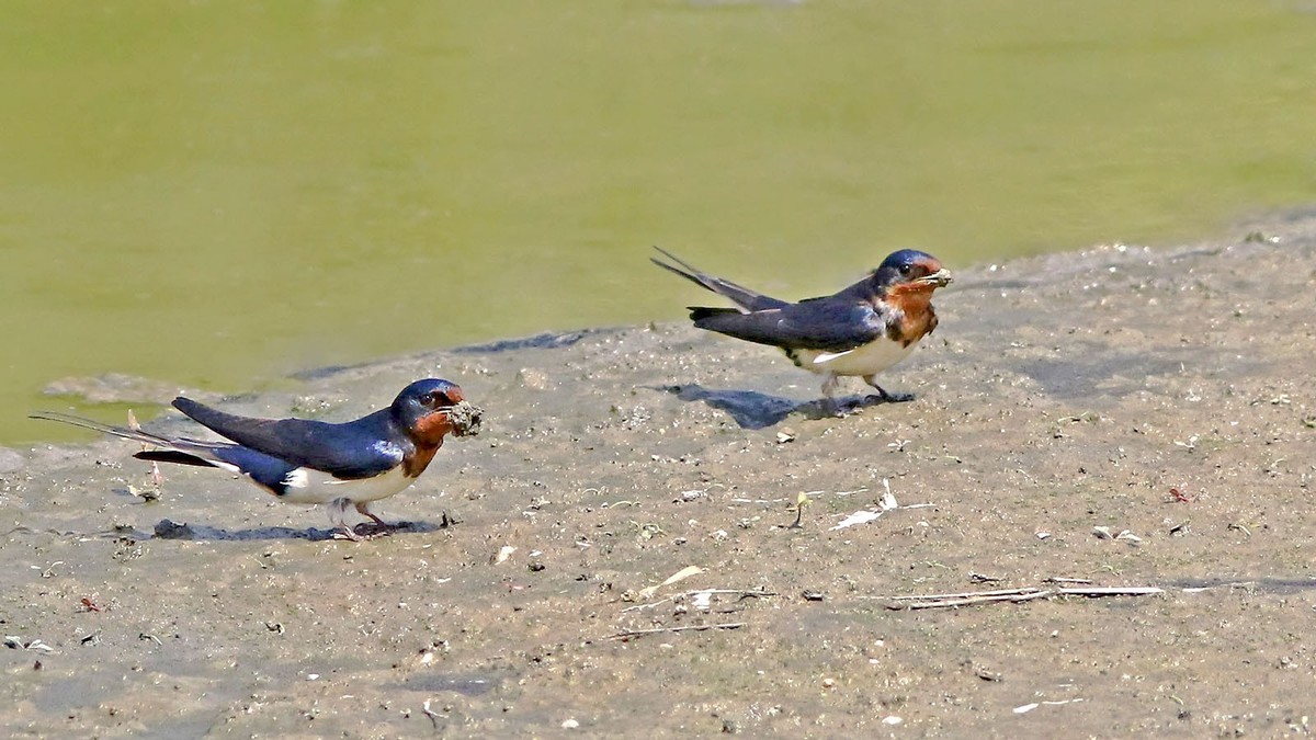 春日 河边的小燕子