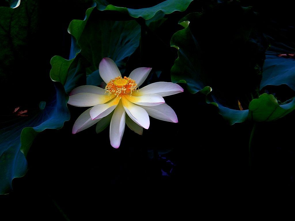 文峰公园荷花绽放=17