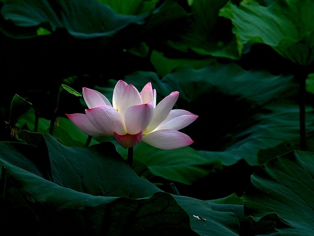 文峰公园荷花绽放=17