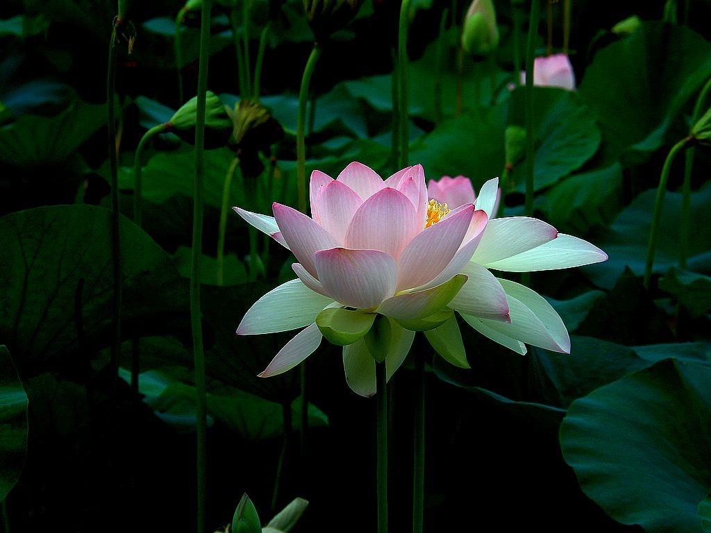 文峰公园荷花绽放=17