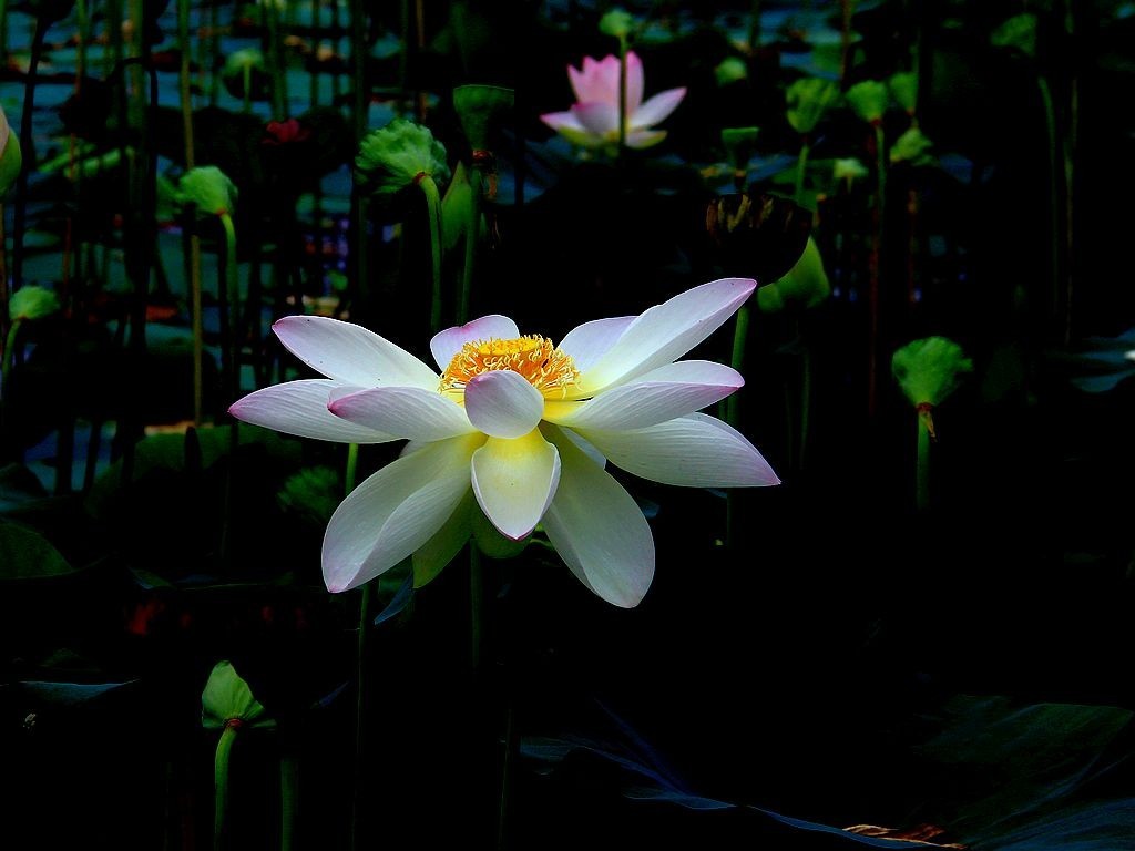 文峰公园荷花绽放=17