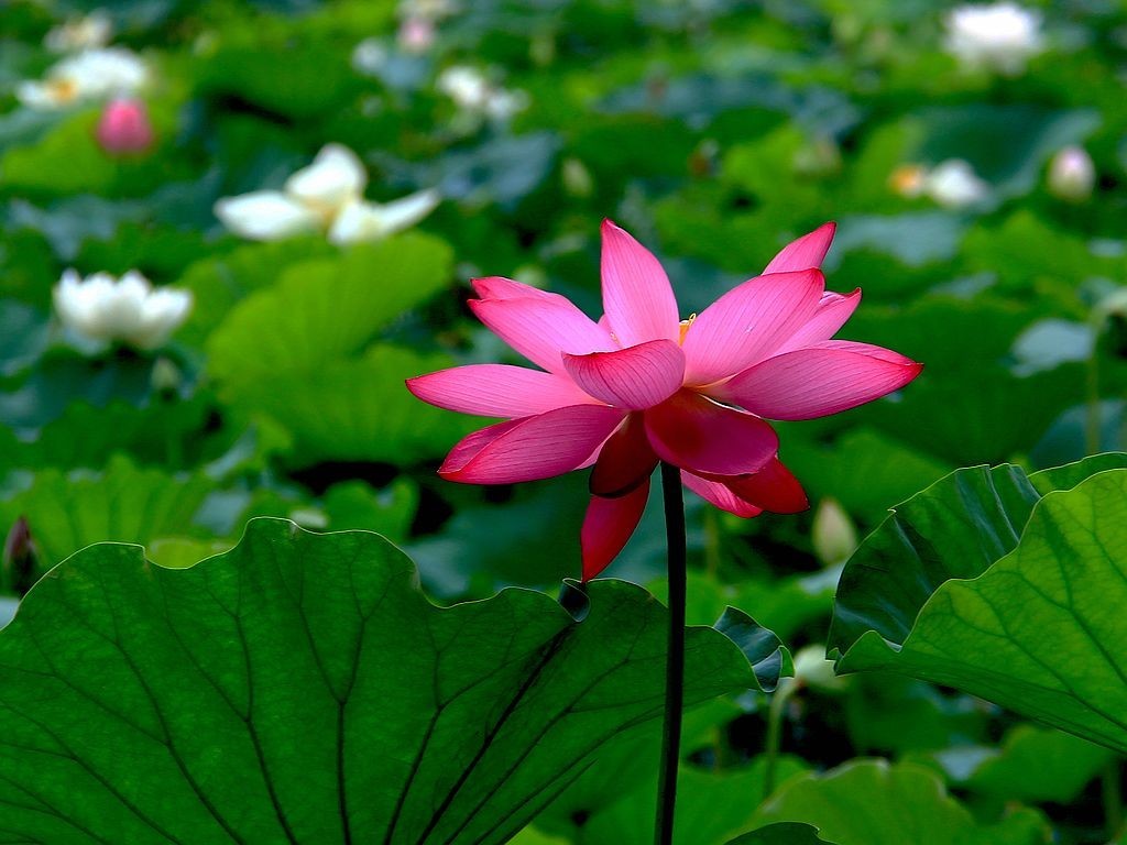 文峰公园荷花绽放=19