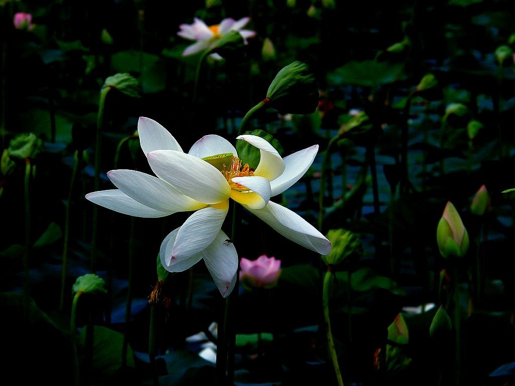 文峰公园荷花绽放=19