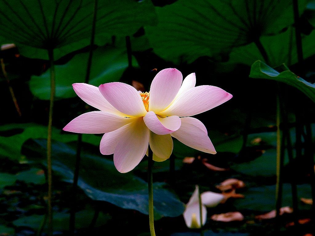 文峰公园荷花绽放=19