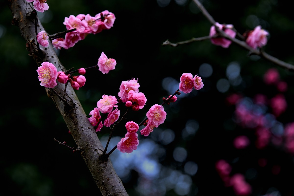 一组梅花祝祖国75华诞