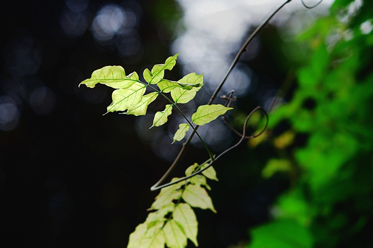 湖边的光影小品