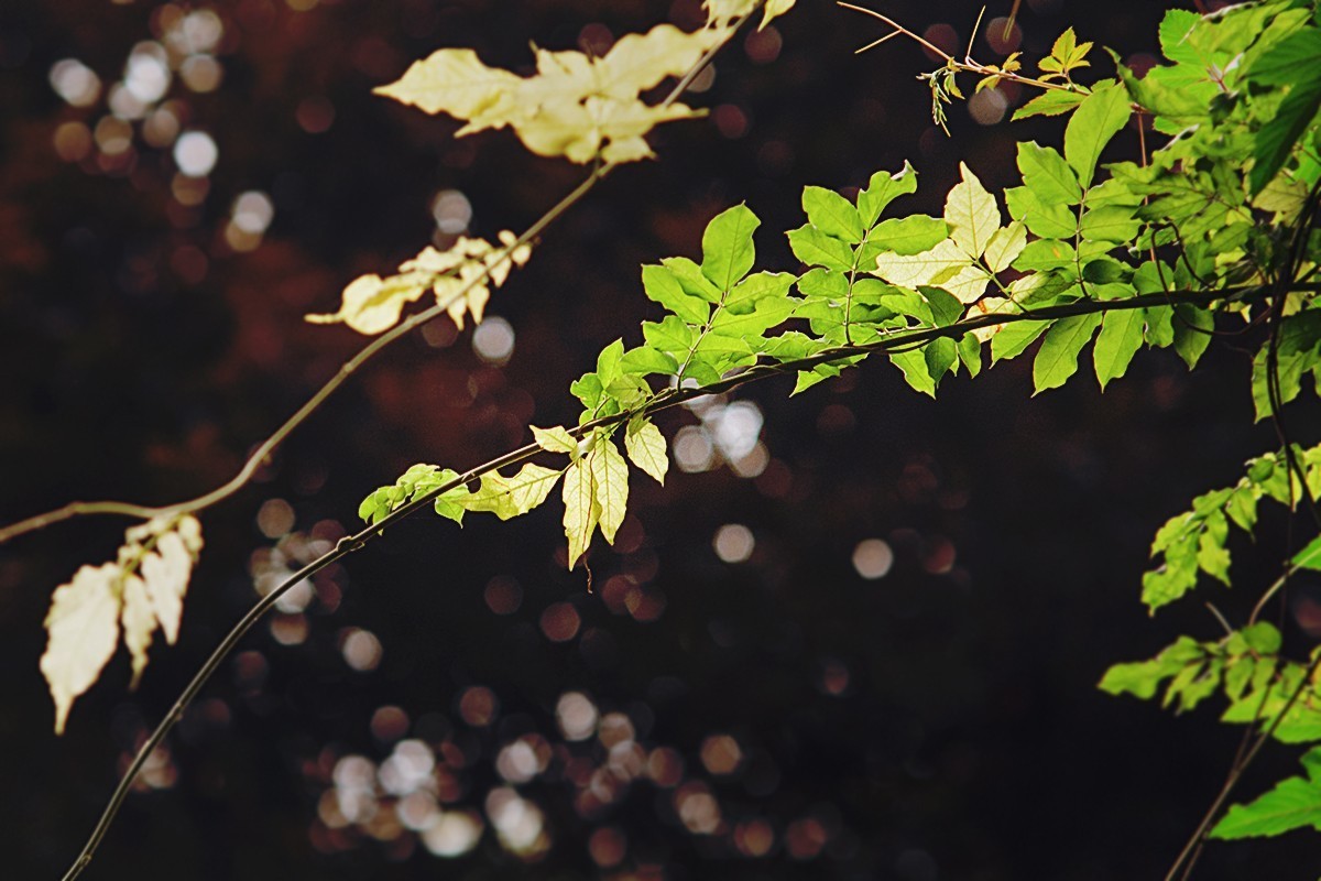 湖边的光影小品