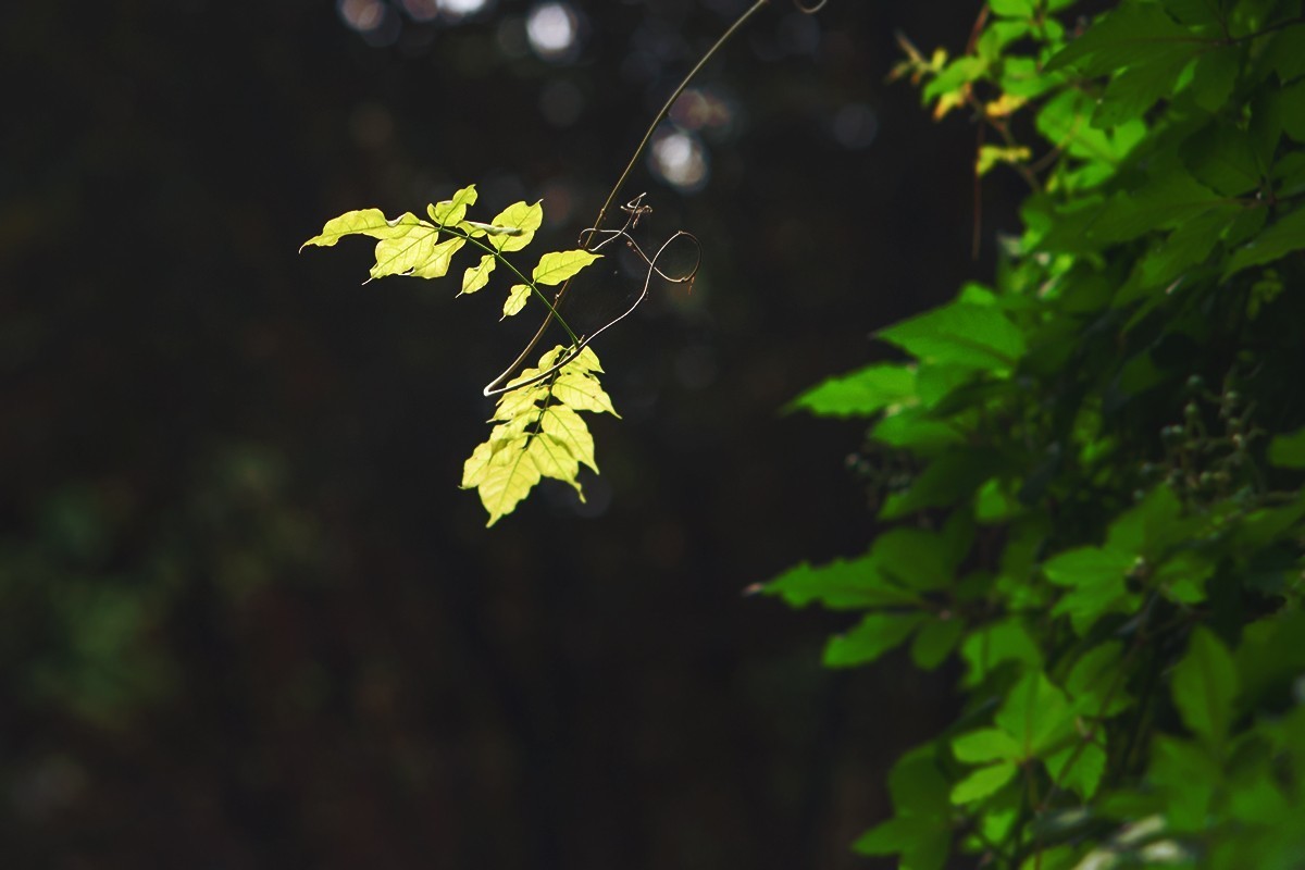 湖边的光影小品