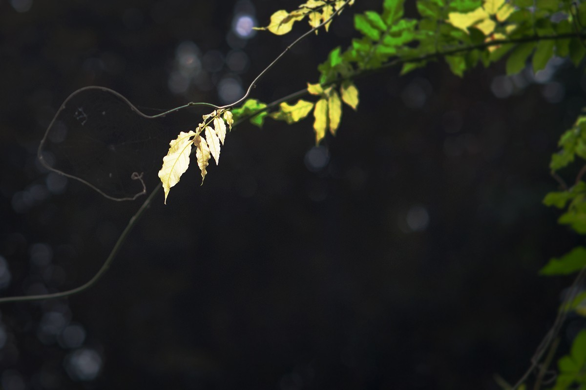 湖边的光影小品