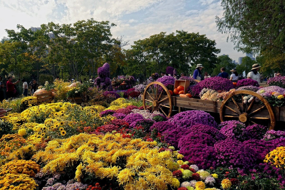 沙湖公园菊花展一