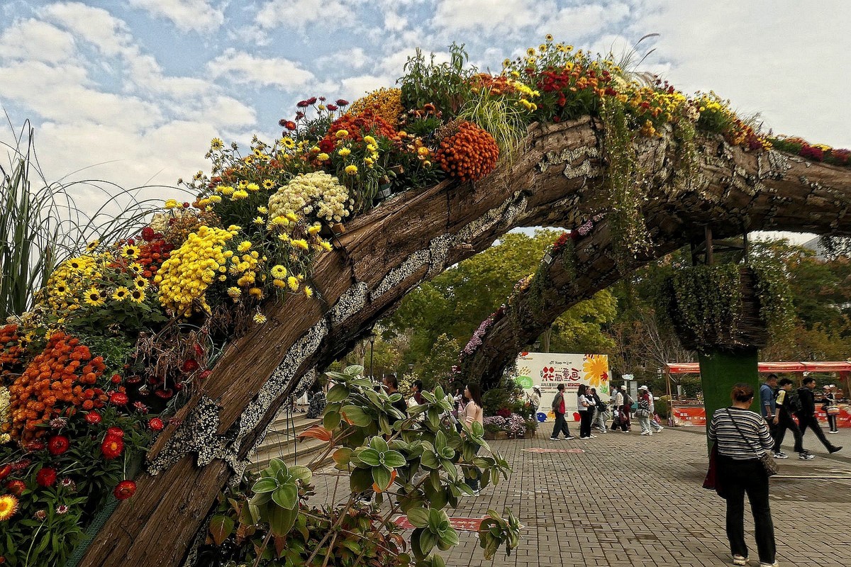 沙湖公园菊花展一