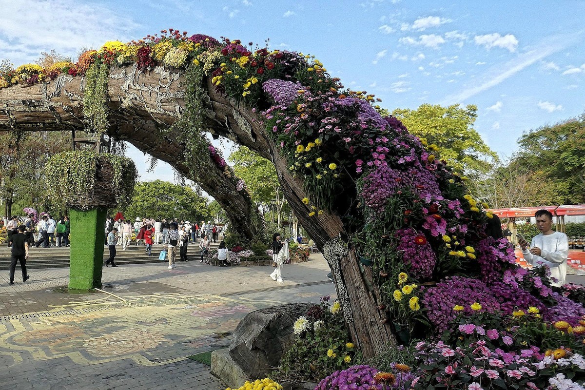 沙湖公园菊花展一