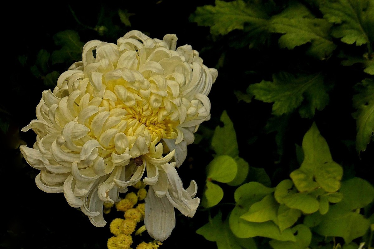 沙湖公园菊花展一