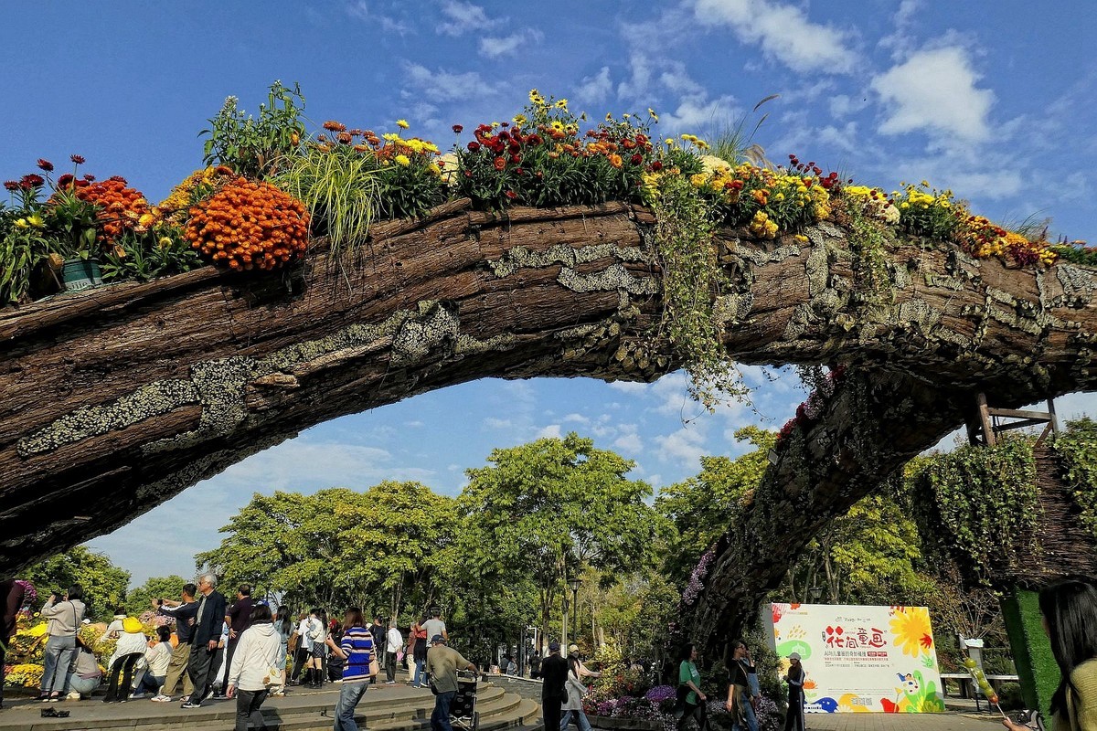 沙湖公园菊花展一