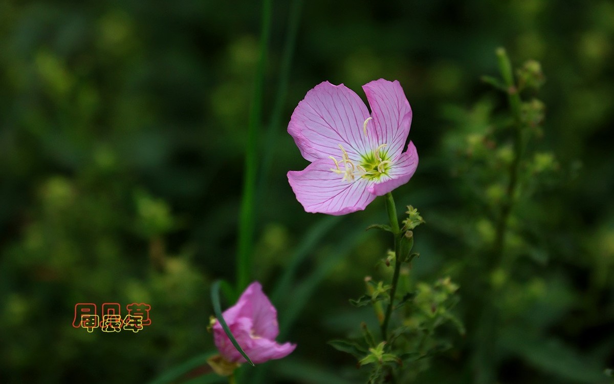 甲辰年月见草【2024-223】