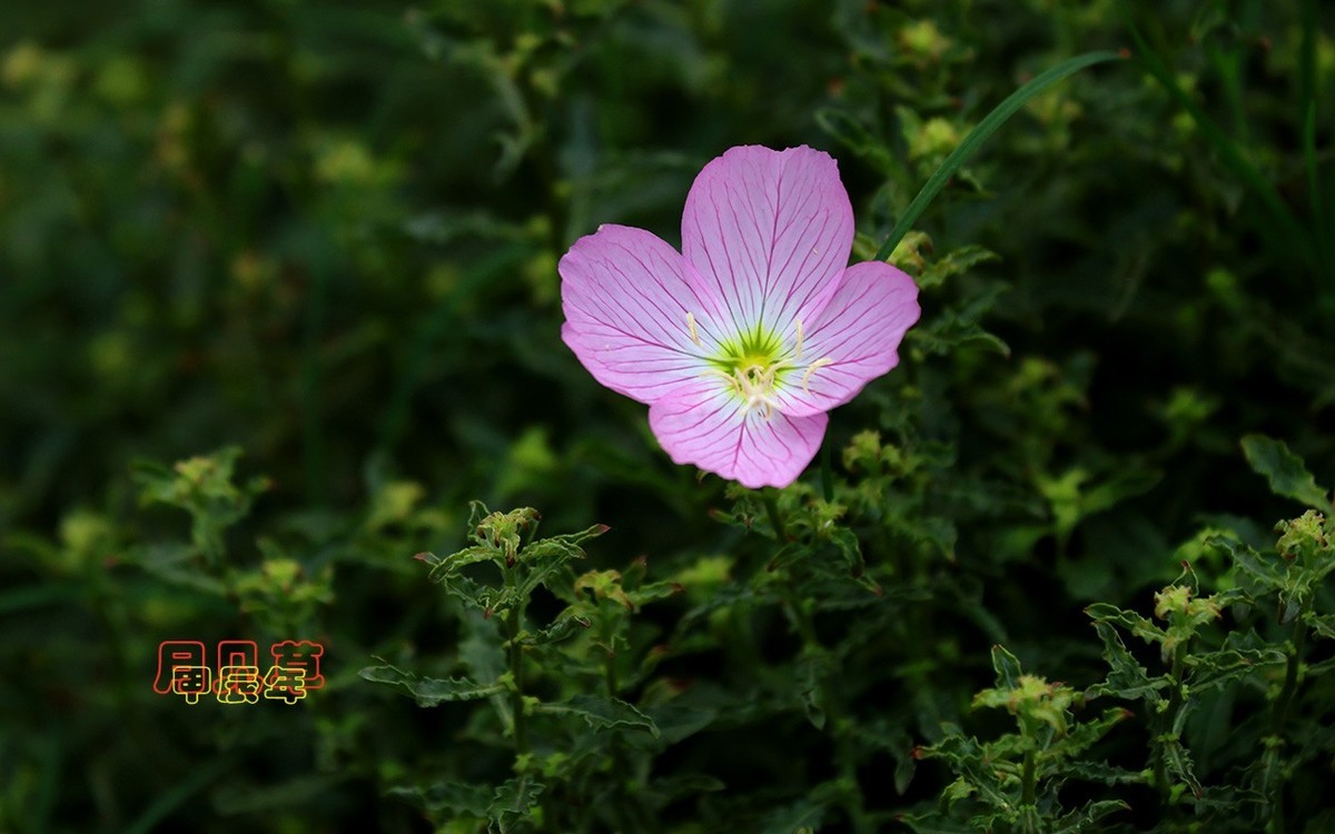 甲辰年月见草【2024-223】