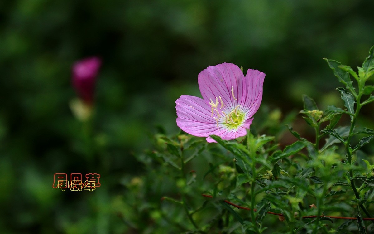 甲辰年月见草【2024-223】