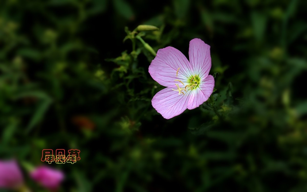 甲辰年月见草【2024-223】