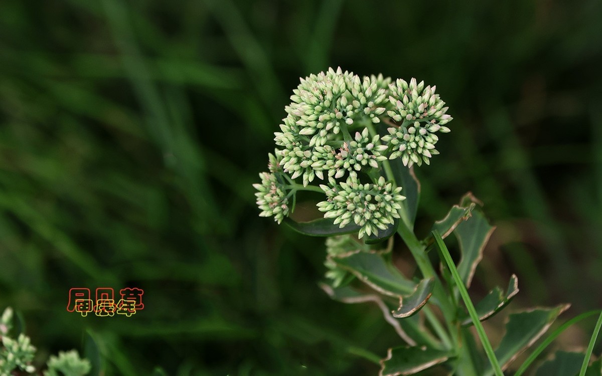 甲辰年月见草【2024-223】