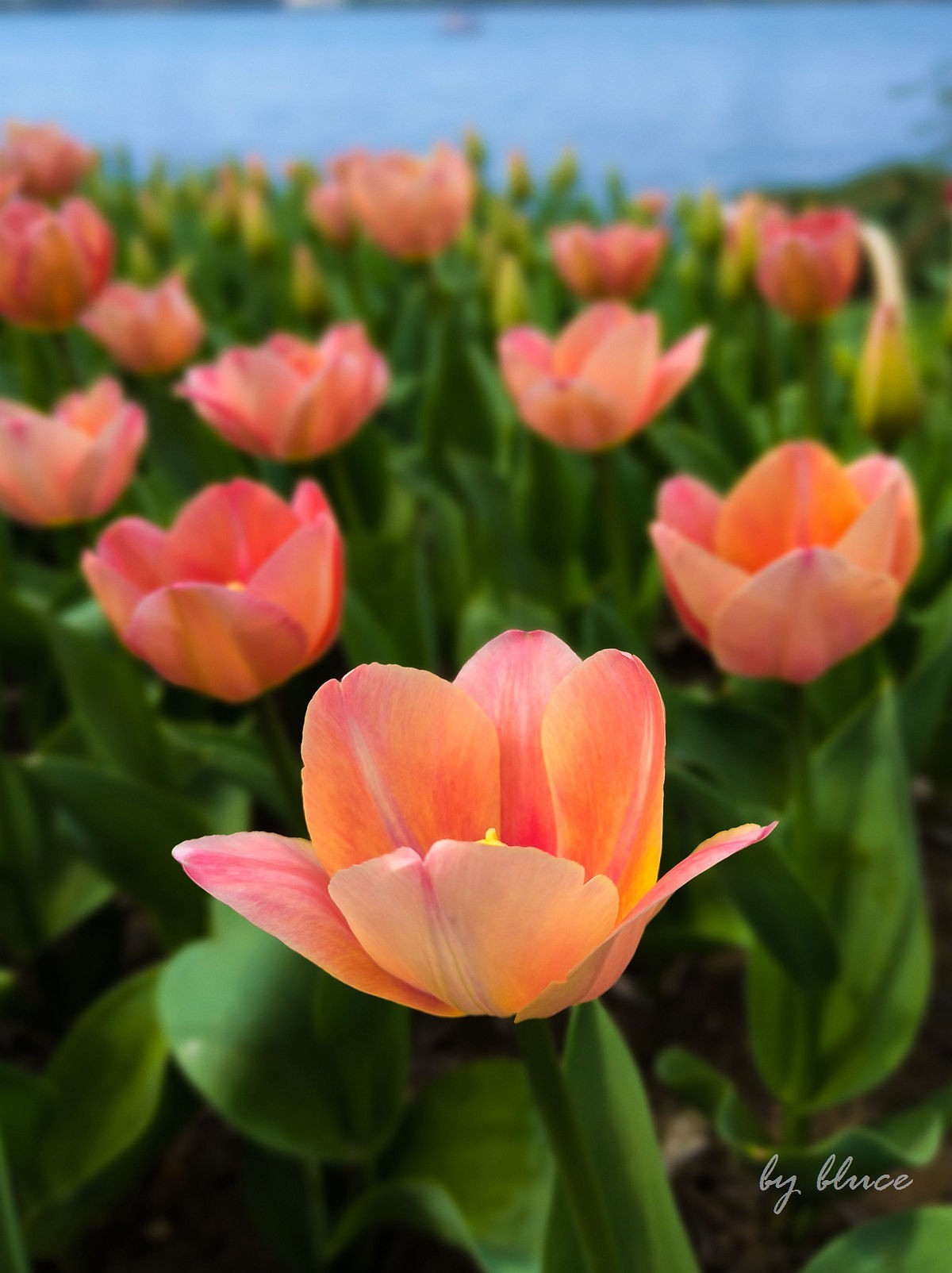 春意盎然（续2）