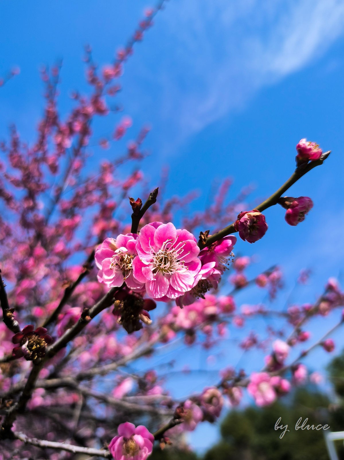 春意盎然（续2）