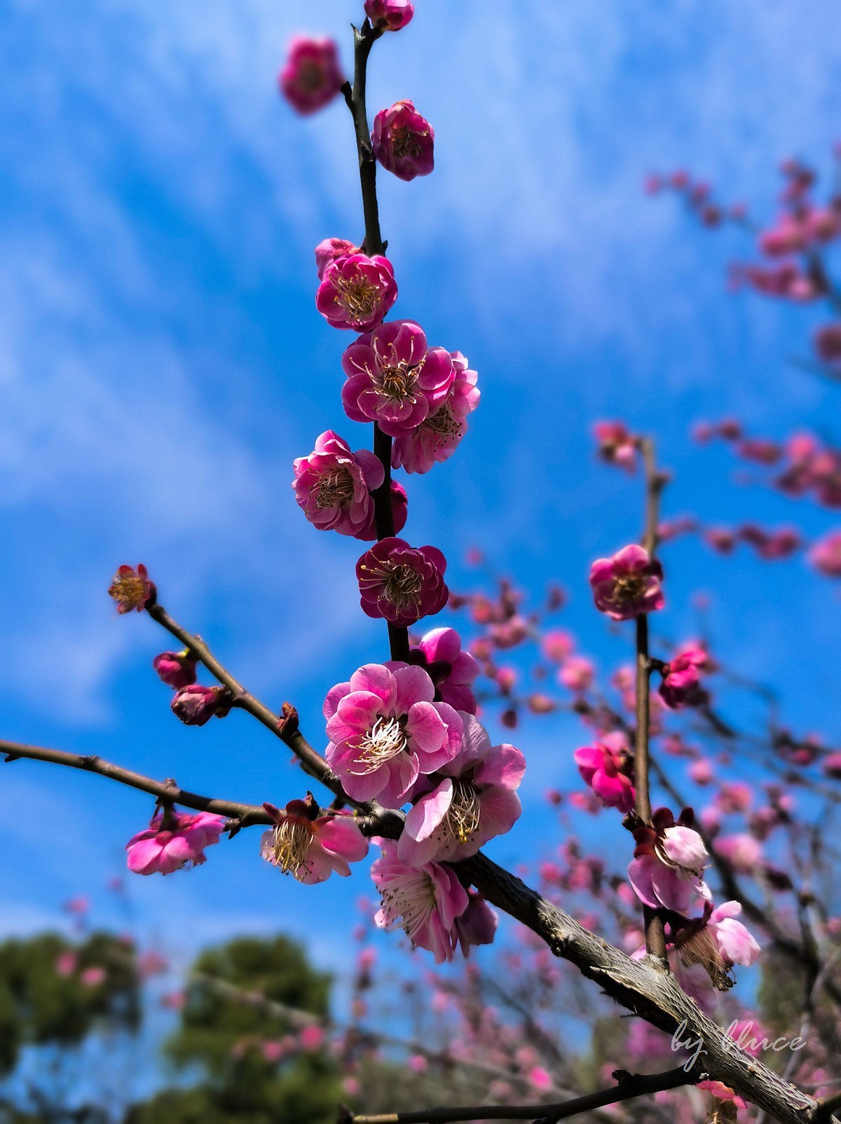 春意盎然（续2）