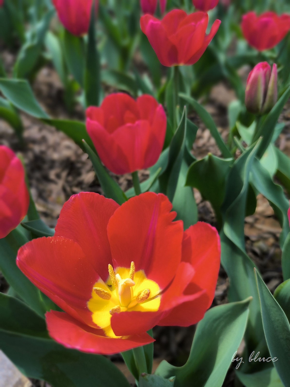 春意盎然（续2）