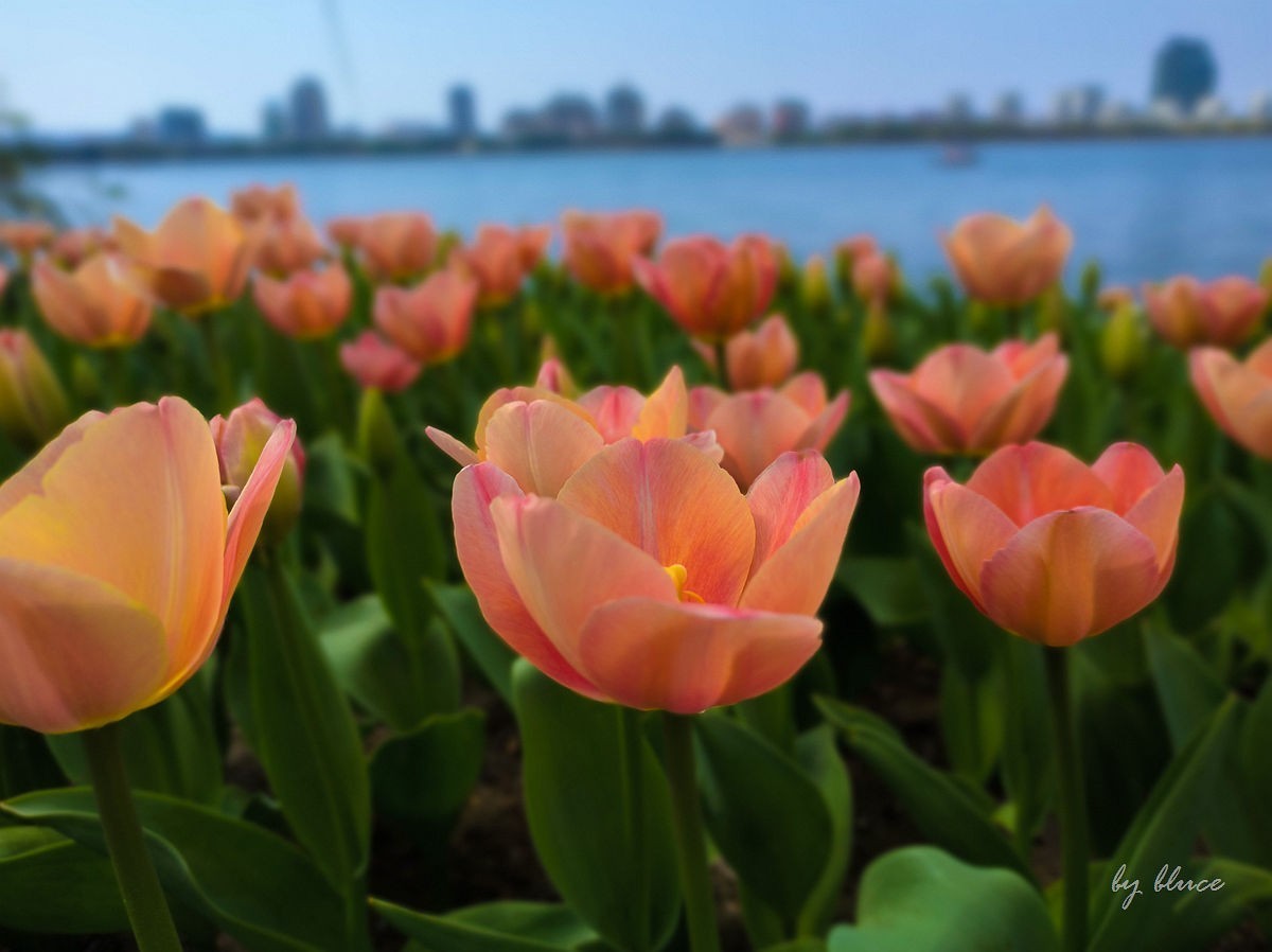 春意盎然（续2）