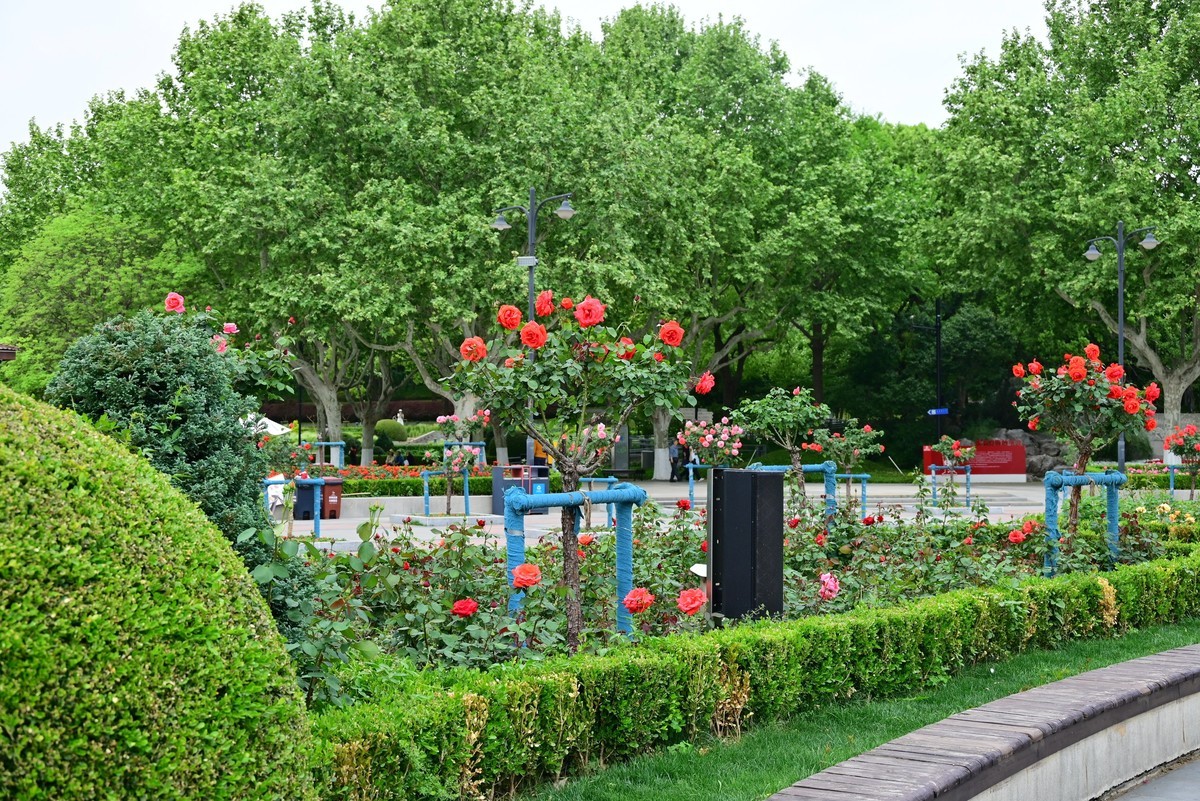 世纪公园随手拍