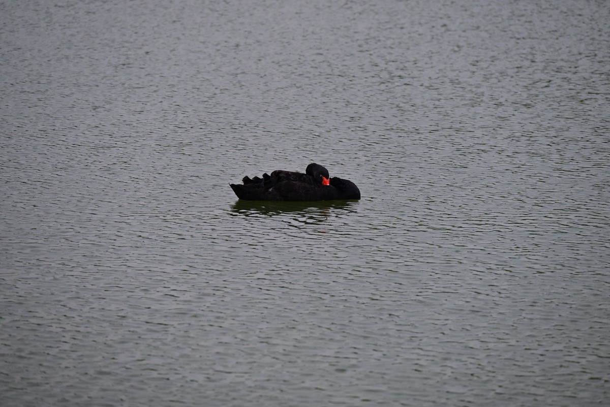 世纪公园随手拍